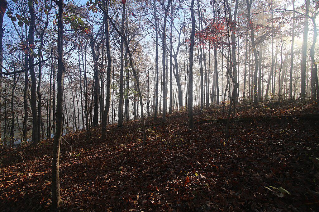 Mark Twain National Forest